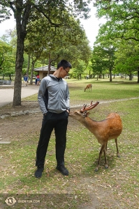 무용가 대런 처우가 나라 사슴공원에서 새 친구를 사귀었네요.