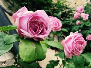영국식 정원에는 장미꽃이 만개했습니다. 중국 전통회화에는 꽃과 식물, 곤충을 함께 그린 작품이 많답니다. (Photo by dancer Diana Teng)
