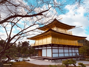 다음 미션: 그 유명한 킨카쿠지(金閣寺)의 경이로운 모습을 사진에 담아내기! (Photo by Lily Wang)
